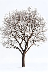A striking bare tree covered with delicate snowflakes in a winter wonderland