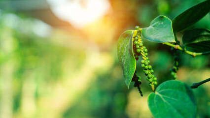 Fresh unripe green peppercorns from the pepper plant