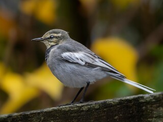 森の中で遊歩道の柵に留まって周りを見渡しているハクセキレイの若鳥