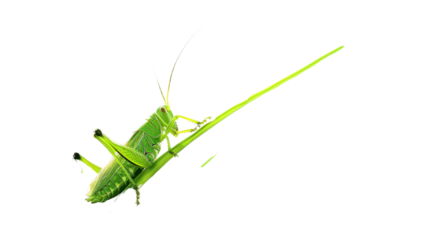 Large green grasshopper climbing on a blade of grass with transparent background