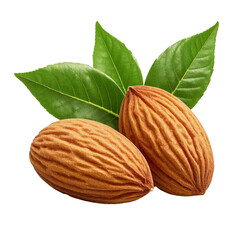 Fresh Almonds With Leaves
