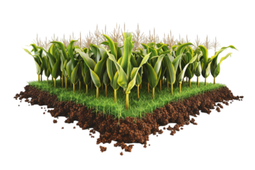 3D Illustration of a Corn Plant – Isolated on Transparent Background