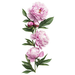 Elegant Pink Peonies Floral Bouquet Botanical Illustration Nature Beauty,