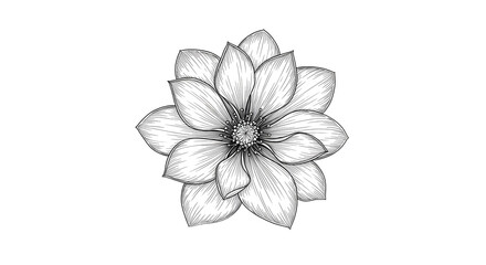 Fototapeta premium Flower Illustration Delicate Black and White Floral Design on White Background