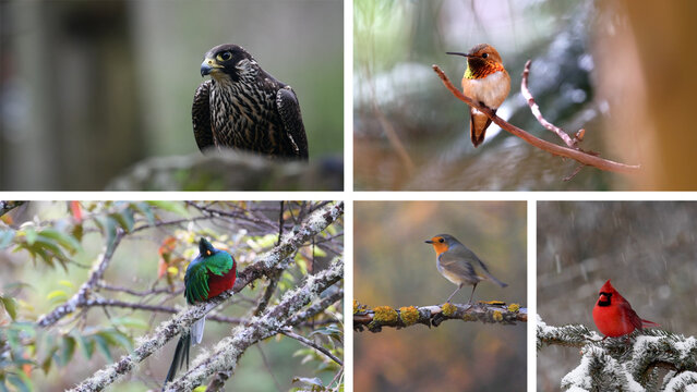 Dynamic Screen Video Wall