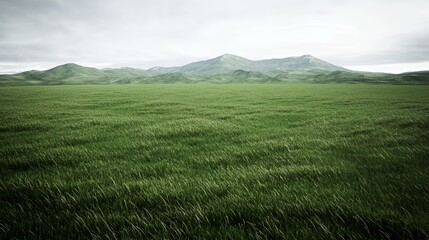 Vast Green Grassland Under an Overcast Sky