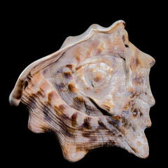 Cassis tuberosa or king helmet shell on black background