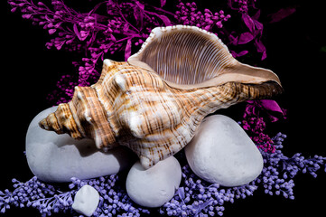 Trapezium Horse Conch with white Stones