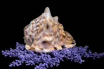 Beautiful King Helmet Shell on Colorful Background