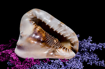 Beautiful King Helmet Shell on Colorful Background