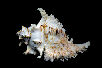 Fototapeta premium Ramose Murex Shell on black background