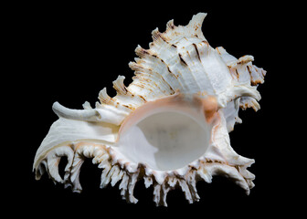 Ramose Murex Shell on black background