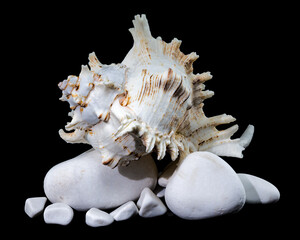 Ramose Murex Shell on white Rocks black background