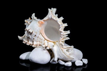 Ramose Murex Shell on white Rocks black background