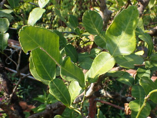 コブミカンの葉
