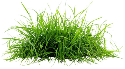 Lush green grass growing on transparent background