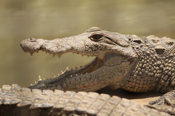 Cocodrilo 