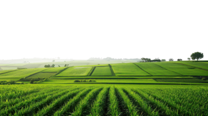 Green fields expanding into the distance with transparent background