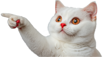 Adorable white domestic cat pointing paw with curious playful expression in studio portrait  Close up of fluffy feline face with big eyes pink nose and whiskers against plain backdrop