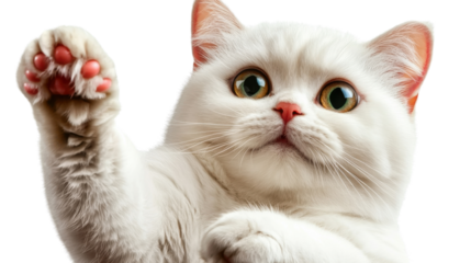 Portrait of an adorable fluffy white domestic cat peeking curiously at the with whiskers and paws against a clean white background  Cute and playful feline pet animal with soft fur and big eyes