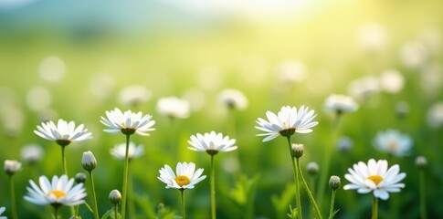 A field of white chrysanthemums swaying gently in the breeze, sway, landscape