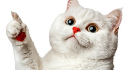 Closeup portrait of a curious and surprised looking white kitten pet with big eyes and fluffy fur appearing playful and alert in a studio setting with a 3D or CGI rendering