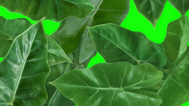 Alocasia amazonica sanderiana plant leaves transition on green screen background