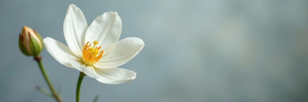 Delicate white crosus flower drops on grey background, autumn, blooms, flowers