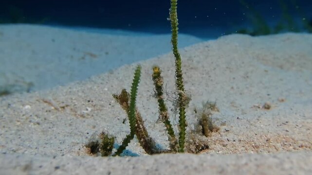A rare Seahorse Hippocamous tyro is clinging onto sea grass in Mauritius Island