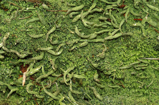 Closeup on an aggregation of green Cladonia coniocraea lichen on a tree stumb