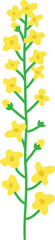 개나리 유채꽃 들꽃 봄 꽃 일러스트 Forsythias canola flower wild flower spring flower illustration