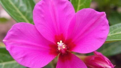A vibrant pink flower with a red center and white stamens, surrounded by green leaves.