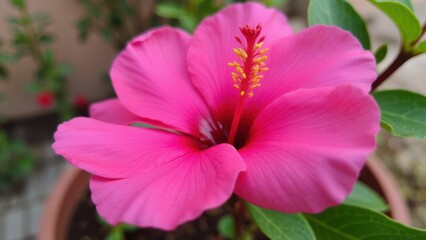 Obraz premium A vibrant pink flower with delicate petals and a prominent yellow stamen.