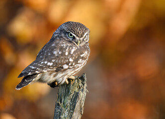 Little owl ( Athene noctua ) close up