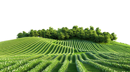Fototapeta premium Green hills and lush crops growing in cultivated field with transparent background
