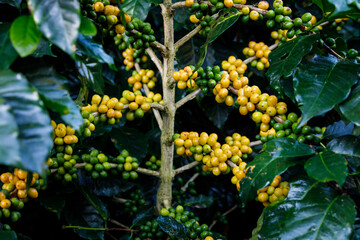 yellow Arabica coffee beans on a branch of coffee tree.