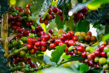 red Arabica coffee beans on a branch of coffee tree.