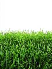 Fototapeta premium Lush vibrant green grass against a clean white background showcasing nature's beauty and freshness ideal for spring summer themes