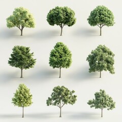 Variety of Realistic Trees for Nature and Landscape Illustrations