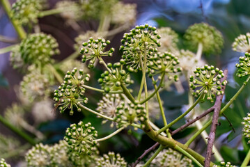 ヤツデの若い実