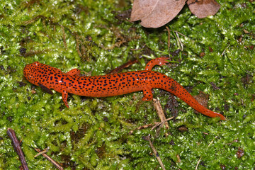 Closeup on a vibrant colored Blue Ridge Red Salamander, Pseudotriton ruber