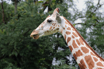 giraffe at the zoo walking grazing eating on ground with trees around