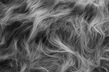 Obraz premium Close-up grayscale fur texture, dark background, design element