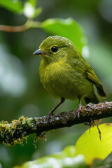 Obraz premium tracking bird migration patterns impacted by climate change