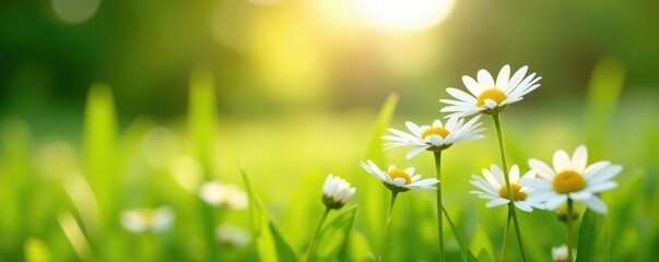 White daisies growing in a field under sunlight, field, bright © lammone