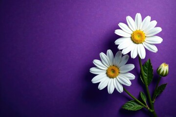 Obraz premium White daisy blooms on dark purple background with subtle texture, flowers, daisy