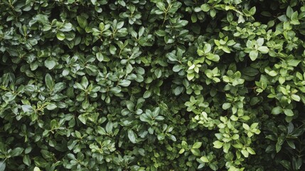 Fototapeta premium Lush Green Hedge: A Textured Tapestry of Nature