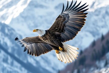 Obraz premium Majestic bald eagle soaring over snowy mountain range
