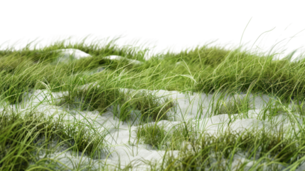 Beach grass growing on white sand dunes with transparent background