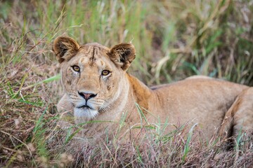 Lioness Resting in Tall Grass Looking Directly Forward, Serengeti, Tanzania, Africa